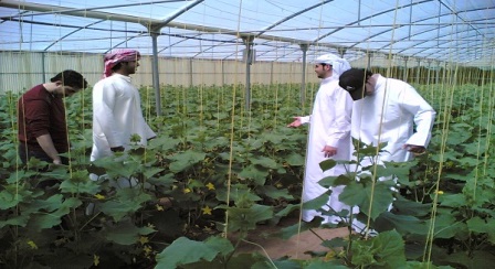 Arab Saudi Mulai Konsen Kembangkan Pertanian Demi Ketahanan Pangan