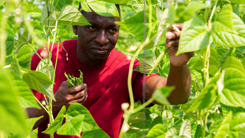 Ekspor Hortikultura Kenya Kian Menggila