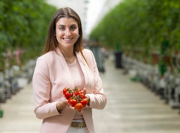 Jurus Italia Mengatrol Produksi Tomat Premium Strabena