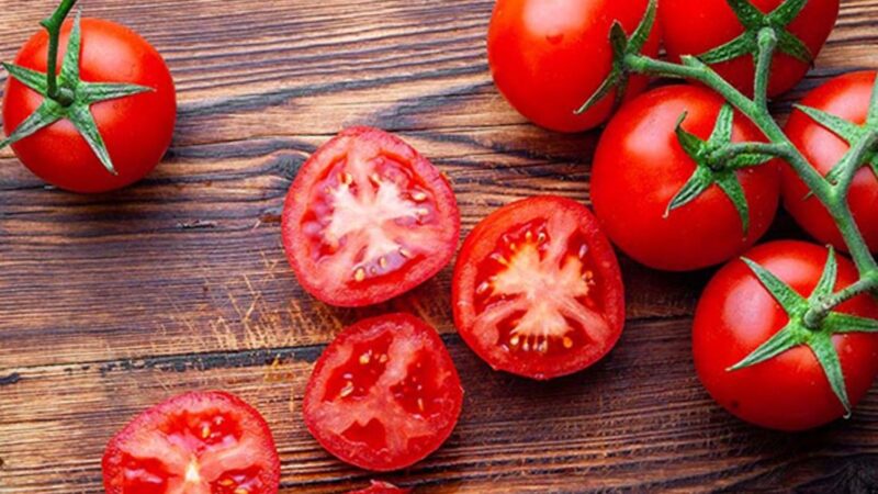 Tiba Waktunya Bagi Mesir Untuk Mengekspor Tomat