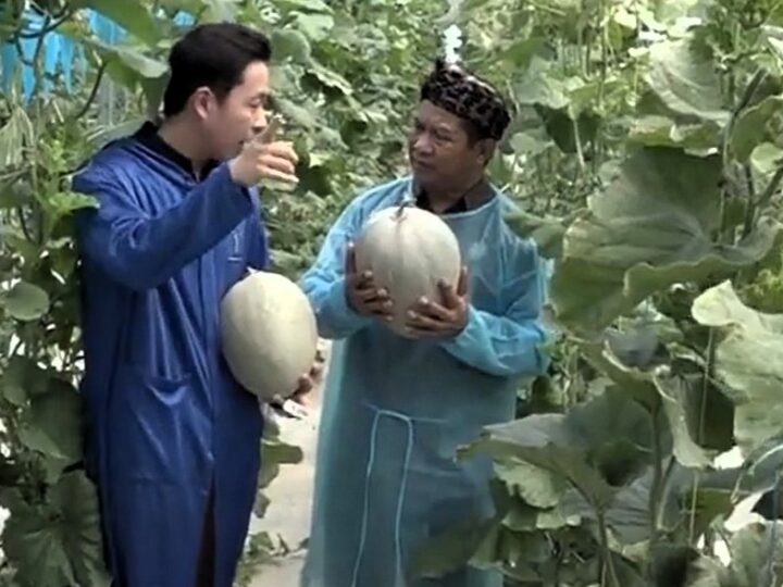 Melon Berbobot 5,8 Kg Asal Semarang, Pecahkan Rekor Se-Indonesia