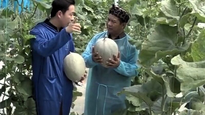 Melon Berbobot 5,8 Kg Asal Semarang, Pecahkan Rekor Se-Indonesia