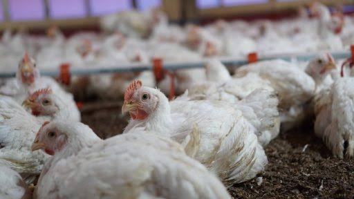 Satgas Pangan Minta Perusahaan Turut Stabilkan Harga Ayam