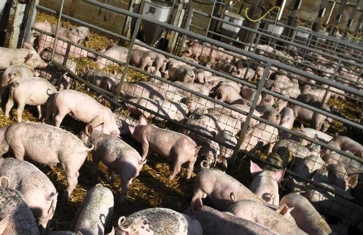 Cegah ASF Masuk, Pemerintah Minta Peternak Perkuat Biosekuriti