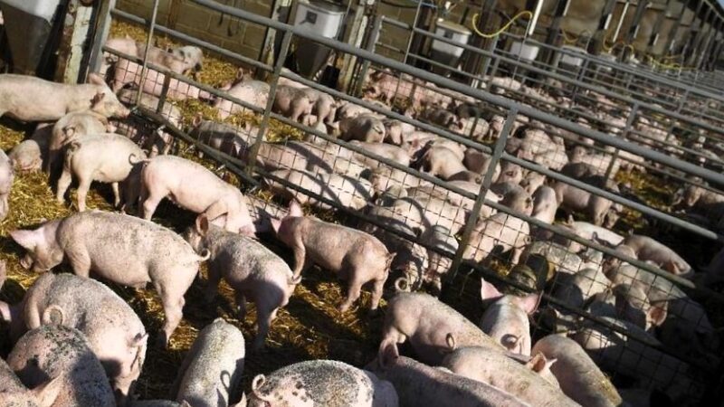 Cegah ASF Masuk, Pemerintah Minta Peternak Perkuat Biosekuriti