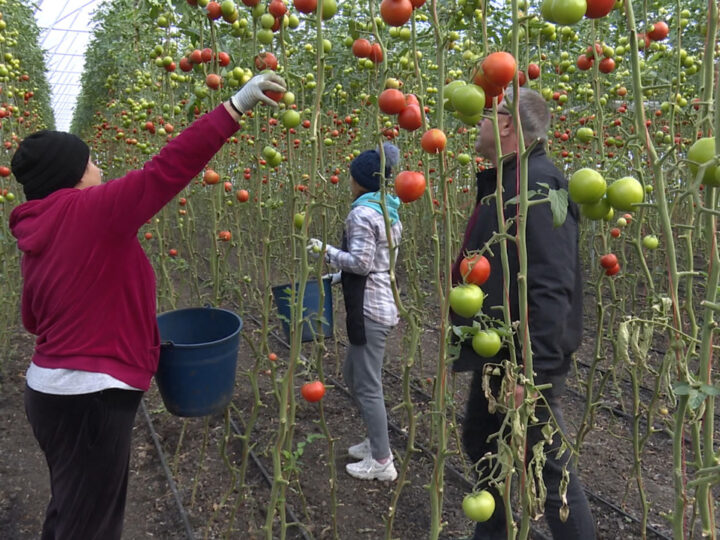 Melawan Iklim, Petani Tomat di Moldova Andalkan Rumah Kaca