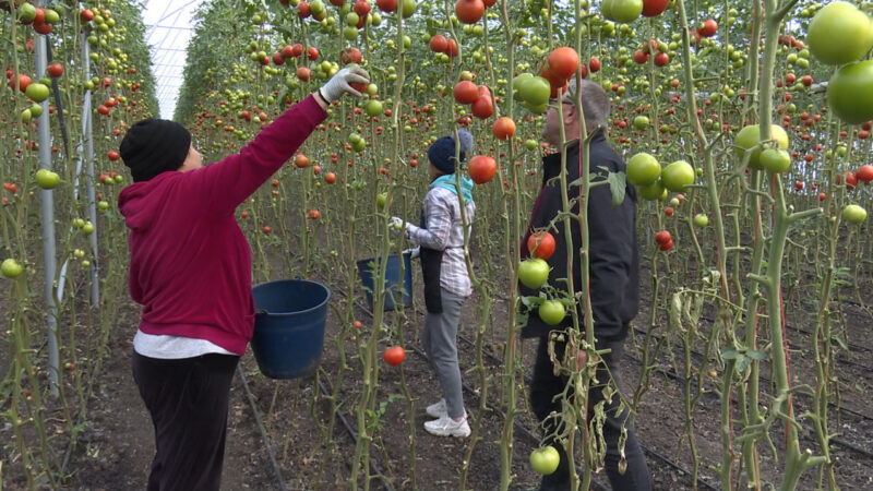 Melawan Iklim, Petani Tomat di Moldova Andalkan Rumah Kaca