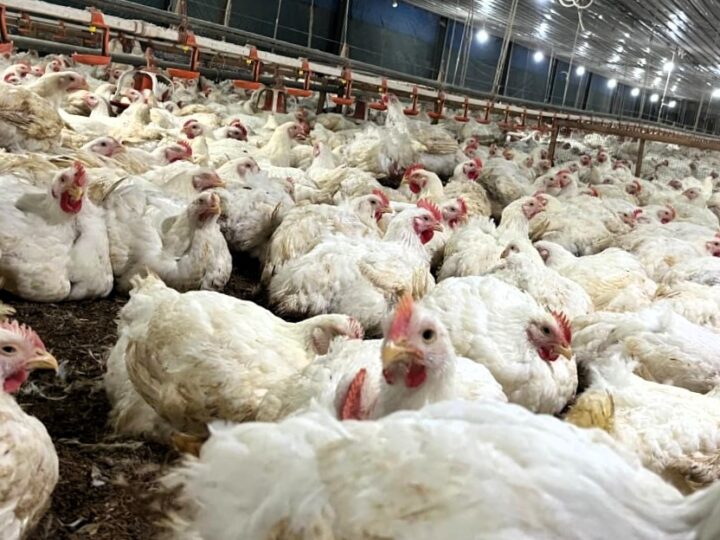 Kementan Pastikan Pasokan Bibit Ayam Nasional Aman dan Terkendali