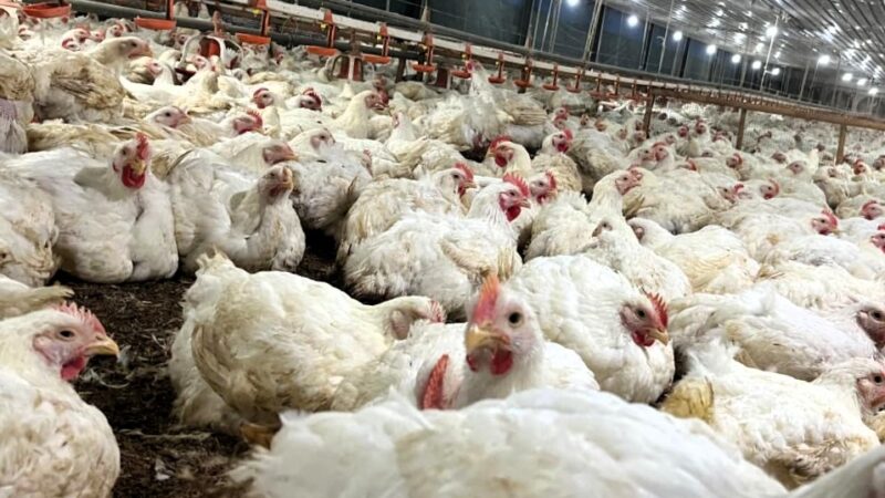 Kementan Pastikan Pasokan Bibit Ayam Nasional Aman dan Terkendali