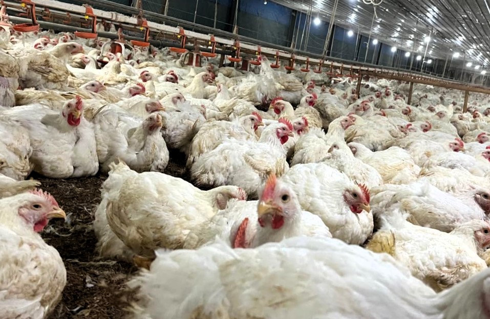 Kementan Pastikan Pasokan Bibit Ayam Nasional Aman dan Terkendali