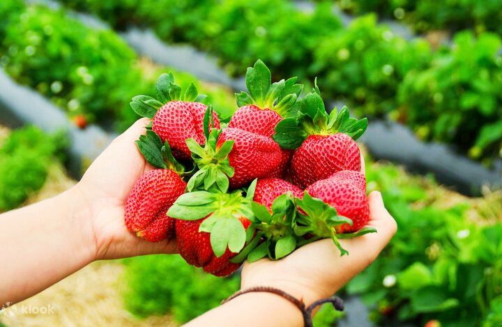 Ekspor Stroberi Korsel Pada Musim Dingin Meningkat Menjadi US$72 Juta