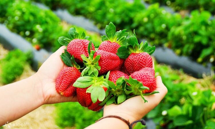 Ekspor Stroberi Korsel Pada Musim Dingin Meningkat Menjadi US$72 Juta