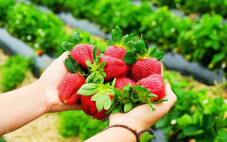 Ekspor Stroberi Korsel Pada Musim Dingin Meningkat Menjadi US$72 Juta