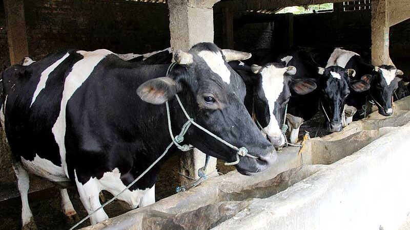 Sebanyak 1.383 Sapi Perah Impor Tiba di Cilacap