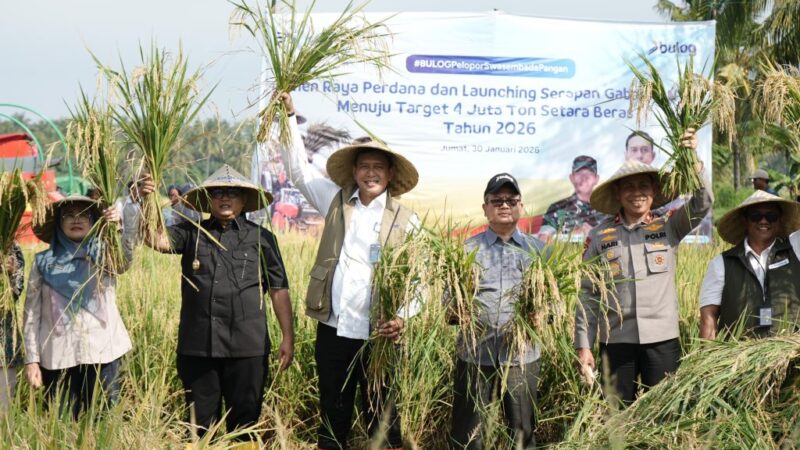 BULOG Optimalkan Serapan Gabah Di NTB Menuju Target 4 Juta Ton