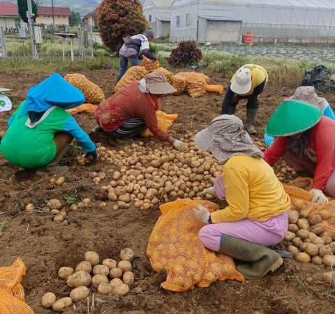 Produktivitas Kentang Kerinci Naik 8,76%, Kementan Dorong Perluasan Pasar dan Hilirisasi