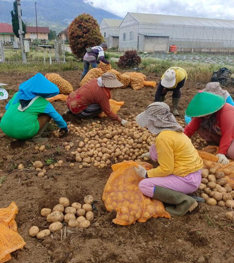 Produktivitas Kentang Kerinci Naik 8,76%, Kementan Dorong Perluasan Pasar dan Hilirisasi