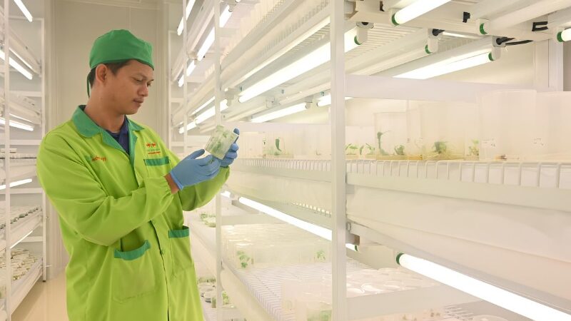 Permentan 04/2026 Resmi Berlaku, Atur Produksi Hingga Pengawasan Benih Hortikultura