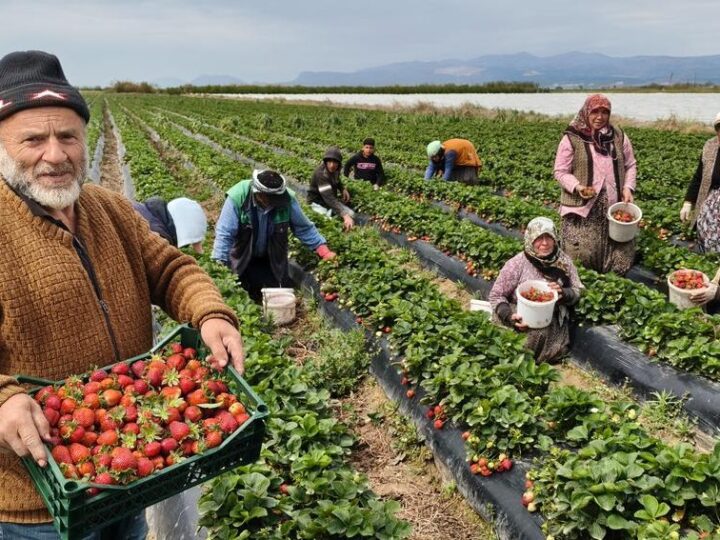 Turki Kini Menjadi Eksportir Stroberi