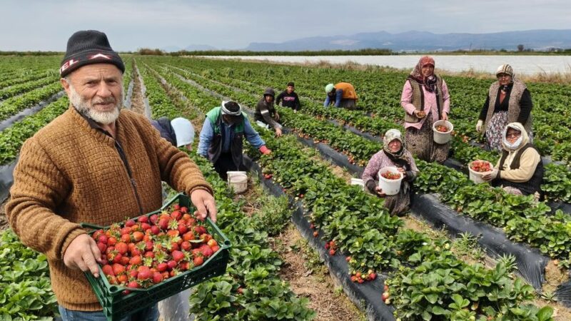 Turki Kini Menjadi Eksportir Stroberi