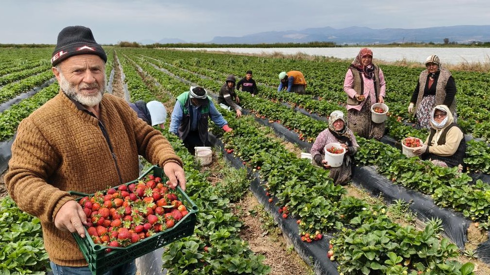 Turki Kini Menjadi Eksportir Stroberi