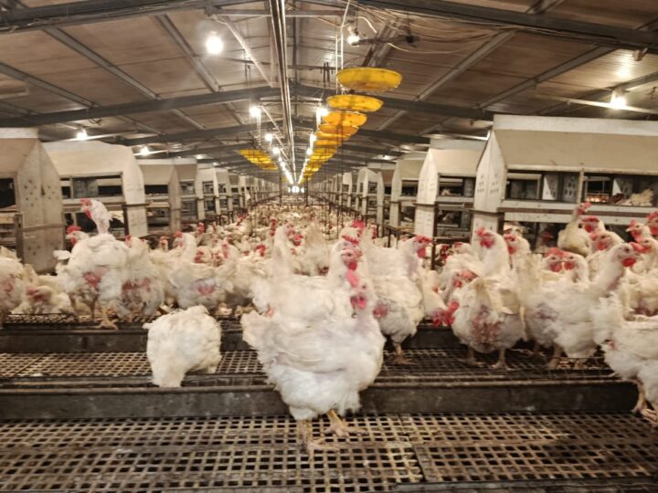 Kementan Perkuat Pengaturan Produksi Ayam Guna Jaga Harga