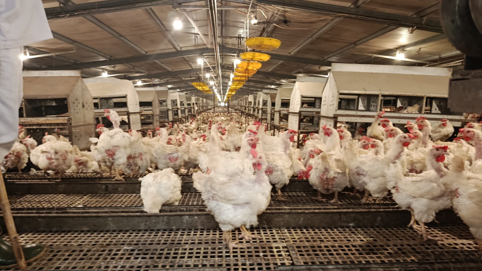 Kementan Perkuat Pengaturan Produksi Ayam Guna Jaga Harga