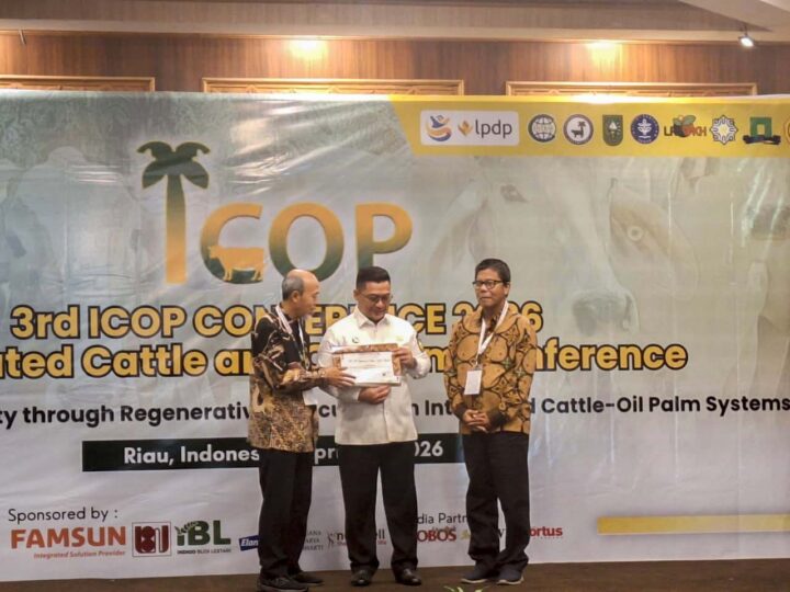 Integrasi Sawit-Sapi Kunci Tekan Defisit Daging Nasional