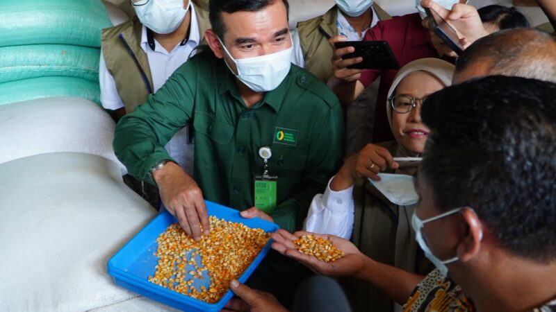 Pemerintah Salurkan SPHP Jagung di Jateng, Tekan Beban Produksi Peternak Unggas