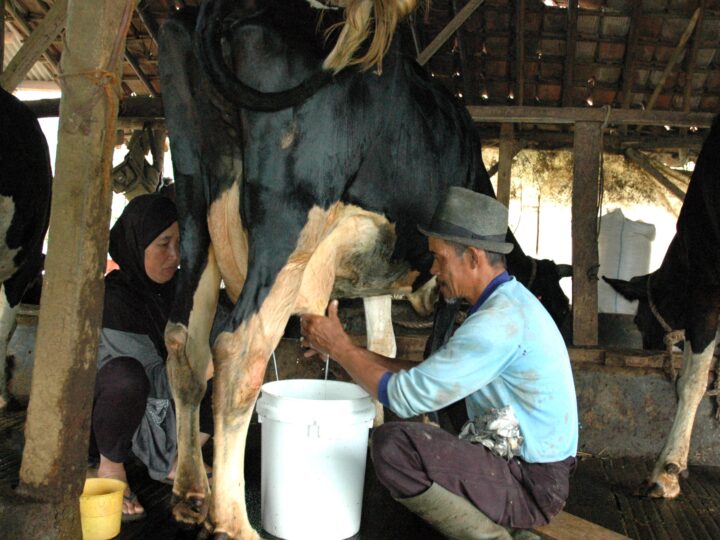 Peringatan HSN, Produksi Susu Lokal Masih 20% Dari Kebutuhan