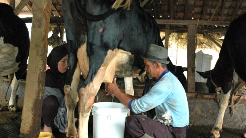 Peringatan HSN, Produksi Susu Lokal Masih 20% Dari Kebutuhan