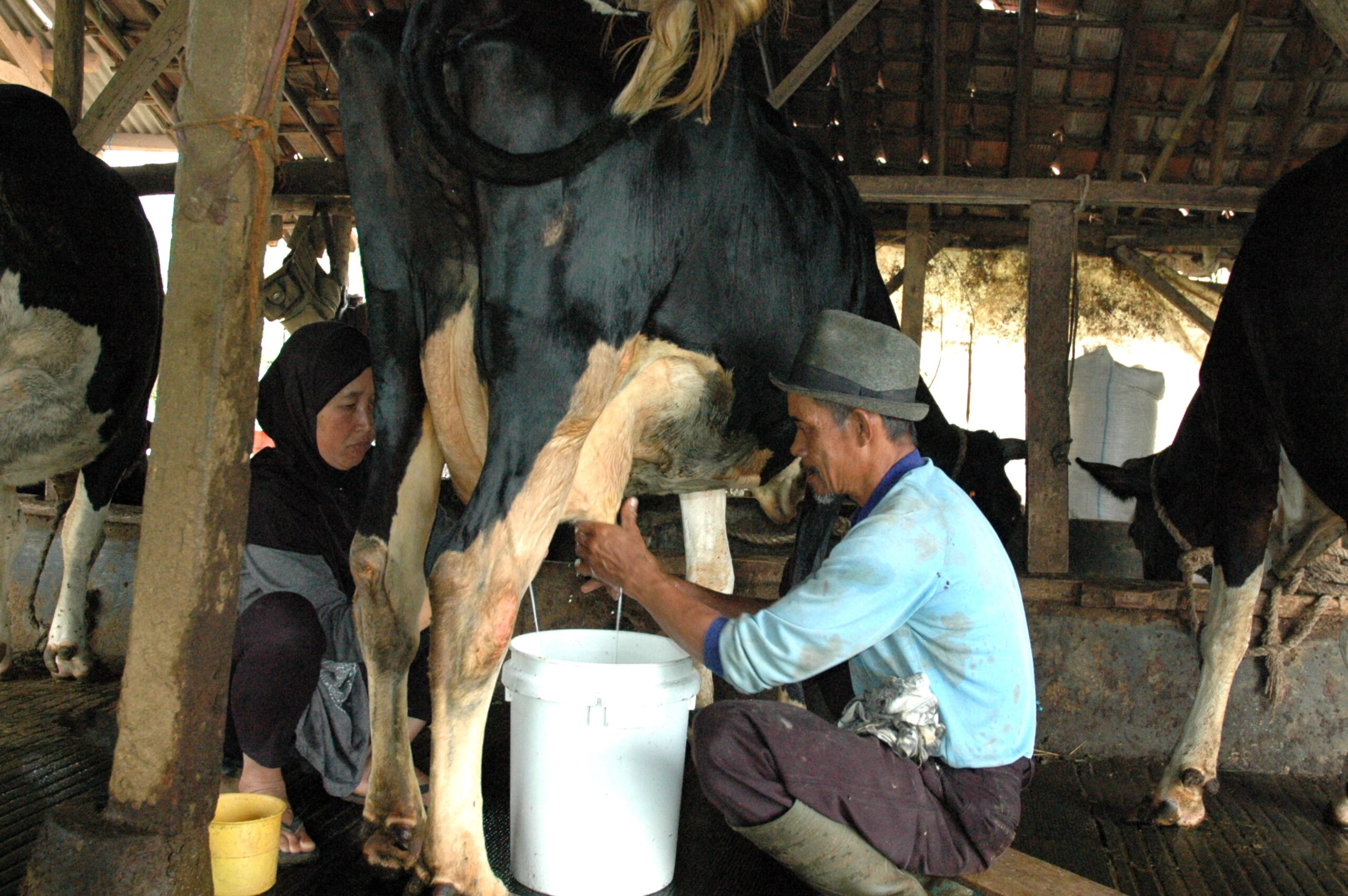 Peringatan HSN, Produksi Susu Lokal Masih 20% Dari Kebutuhan
