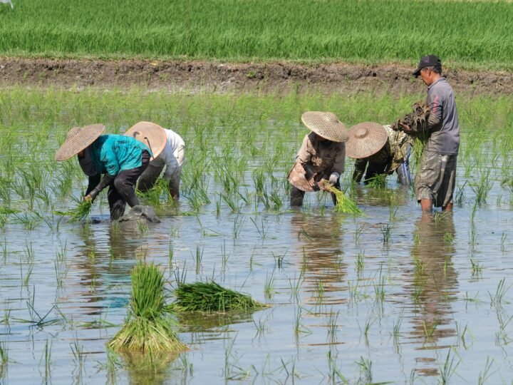 Kementan Targetkan Asuransi Pertanian Untuk 100.000 Hektare Pada Tahun ini