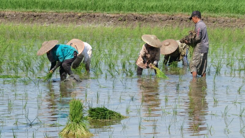 Kementan Targetkan Asuransi Pertanian Untuk 100.000 Hektare Pada Tahun ini