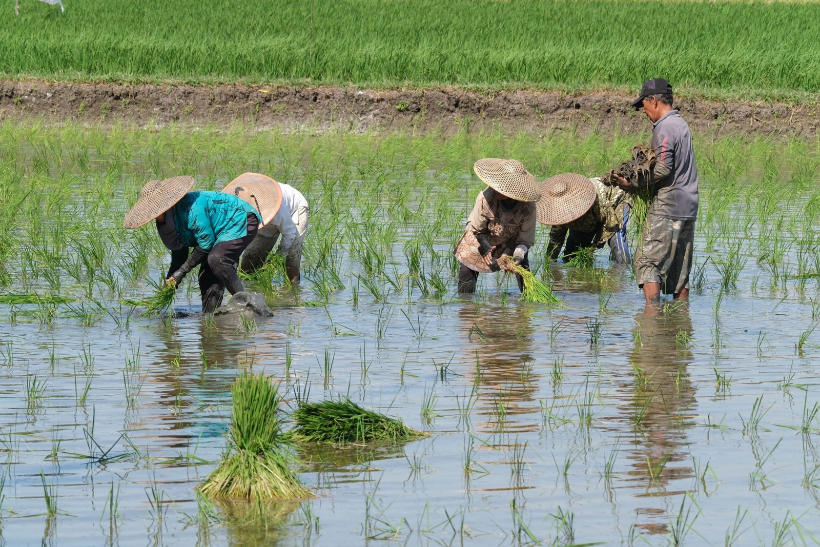 Kementan Targetkan Asuransi Pertanian Untuk 100.000 Hektare Pada Tahun ini